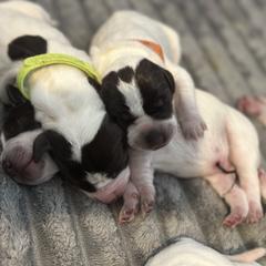 Puppy 5 - Liver roan male German Shorthaired Pointer puppy in La Mesa, California from Fireheart German Shorthaired Pointers