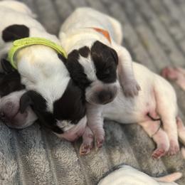 Puppy 5 - Liver roan male German Shorthaired Pointer puppy in La Mesa, California from Fireheart German Shorthaired Pointers