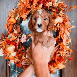 Pink Girl - Red  female Goldendoodle puppy in Beecher, Illinois from Cherry Lane Doodles