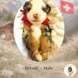 Bernie - Blue merle male Bernedoodle puppy in Canton, Georgia from Teddy Puppies