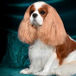 Shih Tzus from Maldiz shih tzu