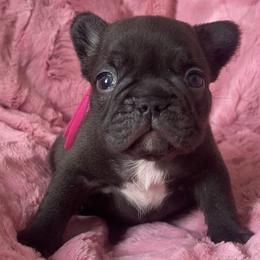 Biscotti - Black and tan female French Bulldog puppy in Galt, California from The three little frenchies
