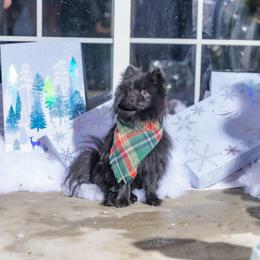 Pomeranian Puppies from Mary's Pomeranians