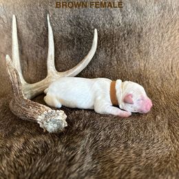 Labrador Retriever Puppies from TGO shed antler dogs