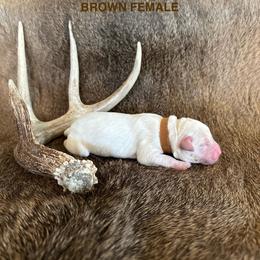 Labrador Retriever Puppies from TGO shed antler dogs