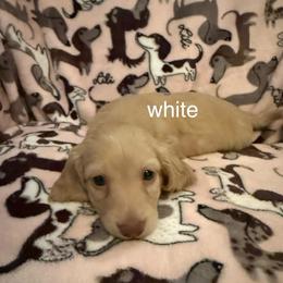 Cream collar - Cream male Dachshund puppy in Mt. Pleasant, Texas from The Spotted Doxie