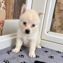 Honey - Red and white female Pomsky puppy in Mannington Township, New Jersey from Little Husky Hutt