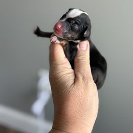 Lorelai - Tri-color female Bernedoodle puppy in Marion, Ohio from Doodles & Doxies