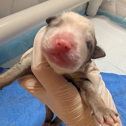 Blueberry - Blue merle female Toy Australian Shepherd puppy in Lakeland, Florida from Under the Oak Aussies