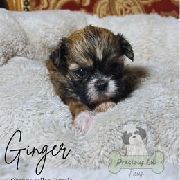 Ginger - Sable and white female Shih Tzu puppy in Lake City, South Carolina from Precious Lil Tzus