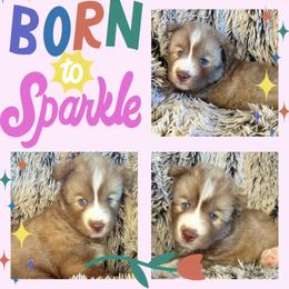 Sedona - Red and white female Siberian Husky puppy in Florence, Kentucky from Moonlight Howl Huskies