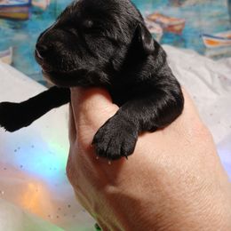 Mars - Black and tan male Schnoodle puppy in Andalusia, Alabama from Kaleidoscope Kennels