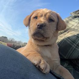Labrador Retriever Puppies from Creekside Canines