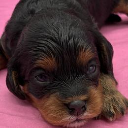Girl 4 - female Cavapoo puppy in Burke, New York from Patti’s Puppies