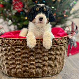 Amber - Tri-color female Bernedoodle puppy in Harpers Ferry, West Virginia from Oso Perfect Poodles and Doodles