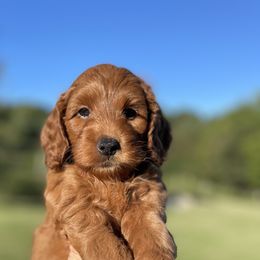 Goldendoodle Puppies from Hilltop Mini and Teddy Bear Doodles