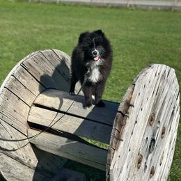 AKC Skunk - Black male Pomeranian puppy in Mohawk, New York from Dream Pomeranians By Allison Horton