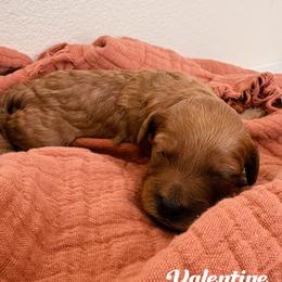 Valentine - Red  female Goldendoodle puppy in Temecula, California from Country Hills Doodles
