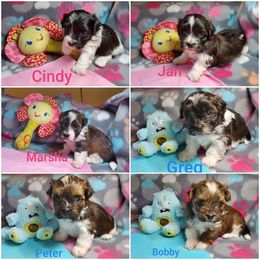 Havanese puppies from Heaven Sent Havanese