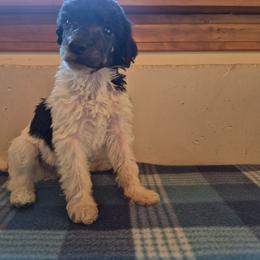 Flint - Parti male Poodle puppy in Belgrade, Maine from Mere Point Poodles