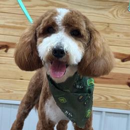 Boomer - Goldendoodle