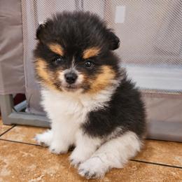 Baby boy - Black and tan parti male Pomeranian puppy in Phoenix, Arizona from Prickly pear poms