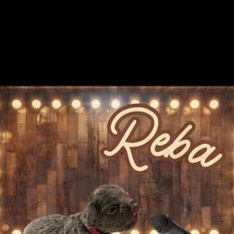 French Bulldog Puppies from Family Farm Frenchies