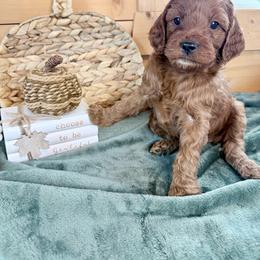 Girl 3 - Red female Irish Doodle puppy in Bloomfield, Iowa from Schooley Doodles