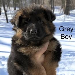Auron (Grey Collar) - Black and red male German Shepherd puppy in Newtown, Connecticut from Von Tiffany Haus