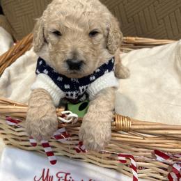 Paris - Apricot male Poodle puppy in Mobile, Alabama from Semmy’s Standard Poodle LLC