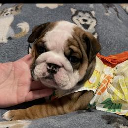Bulldogs from Davis Bullies