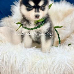 Poke - Black and white female Pomsky puppy in Hawaii from Island Pomskies