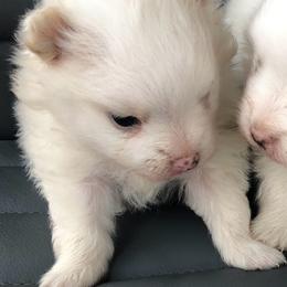 Girl 2 - White female Pomeranian puppy in San Antonio, Texas from San Antonio Pomeranian