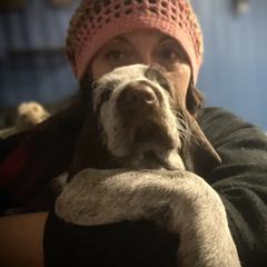 Spinone Italiano Puppies from High Pines Spinoni Italiani