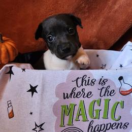 Fluke - Black and white male Rat Terrier puppy in Booneville, Mississippi from Emerald Rat Terriers