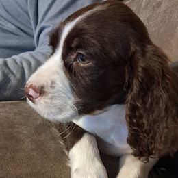 Boy 3 buckshot - White and liver male English Springer Spaniel puppy in Athens, Texas from It's  A Dog Thing