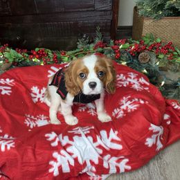 Ashley's Boy 2A - Blenheim male Cavalier King Charles Spaniel puppy in Loco, Oklahoma from Sweet Heart Cavaliers