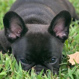 French Bulldogs from Hilary's Frenchies