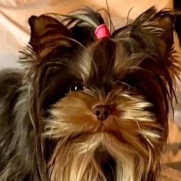 Whiney. - Yorkshire Terrier