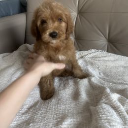 Goldendoodle and Poodle Puppies from Poodle lovers
