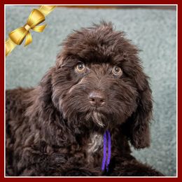 Charly - Brown female Cockapoo puppy in Connersville, Indiana from Deaz Doodle Ranch