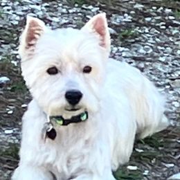 RAMMER - West Highland White Terrier
