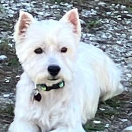 RAMMER - West Highland White Terrier