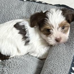 Ariel AKC - Chocolate, tan and white female Yorkshire Terrier puppy in Labelle, Florida from Chocolate and Parti Yorkies in Florida