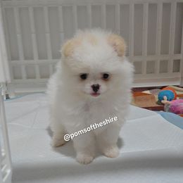 Nimloth - White female Pomeranian puppy in Boca Raton, Florida from Poms of The Shire