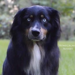 Tripp - Australian Shepherd