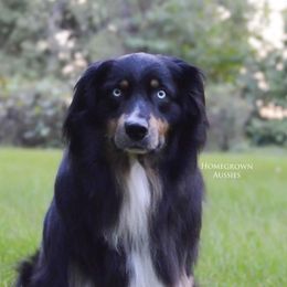 Tripp - Australian Shepherd