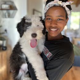 Old English Sheepdog Puppies from Ridgeruns OES