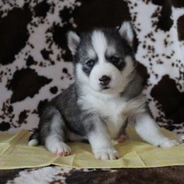 Yellow - Black and white female Siberian Husky puppy in York, Pennsylvania from Spalla Pups