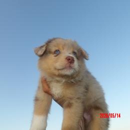 Cluck - Red merle male Australian Shepherd puppy in Elkhart, Texas from Donaldson Dogz